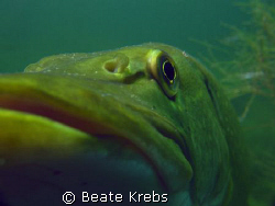 From a different angle, northern pike with Canon S70 and ... by Beate Krebs 